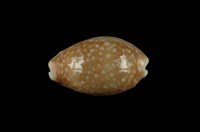 藏品(白星寶螺)的圖片